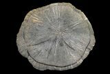 Pyrite Sun - Sparta, Illinois #154076-1